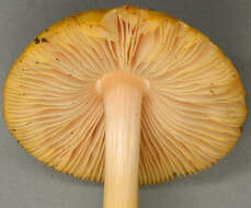 Image of Pluteus leoninus (Schaeff.) P. Kumm. 1871