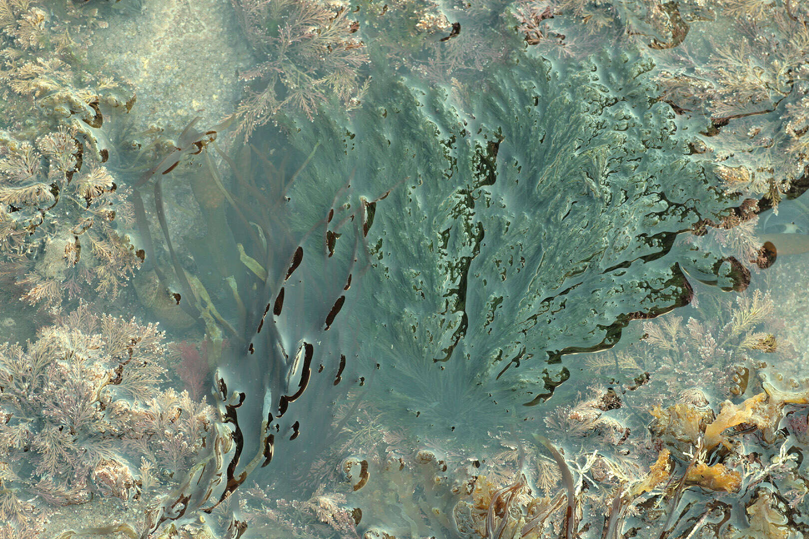 Image of rock-weed