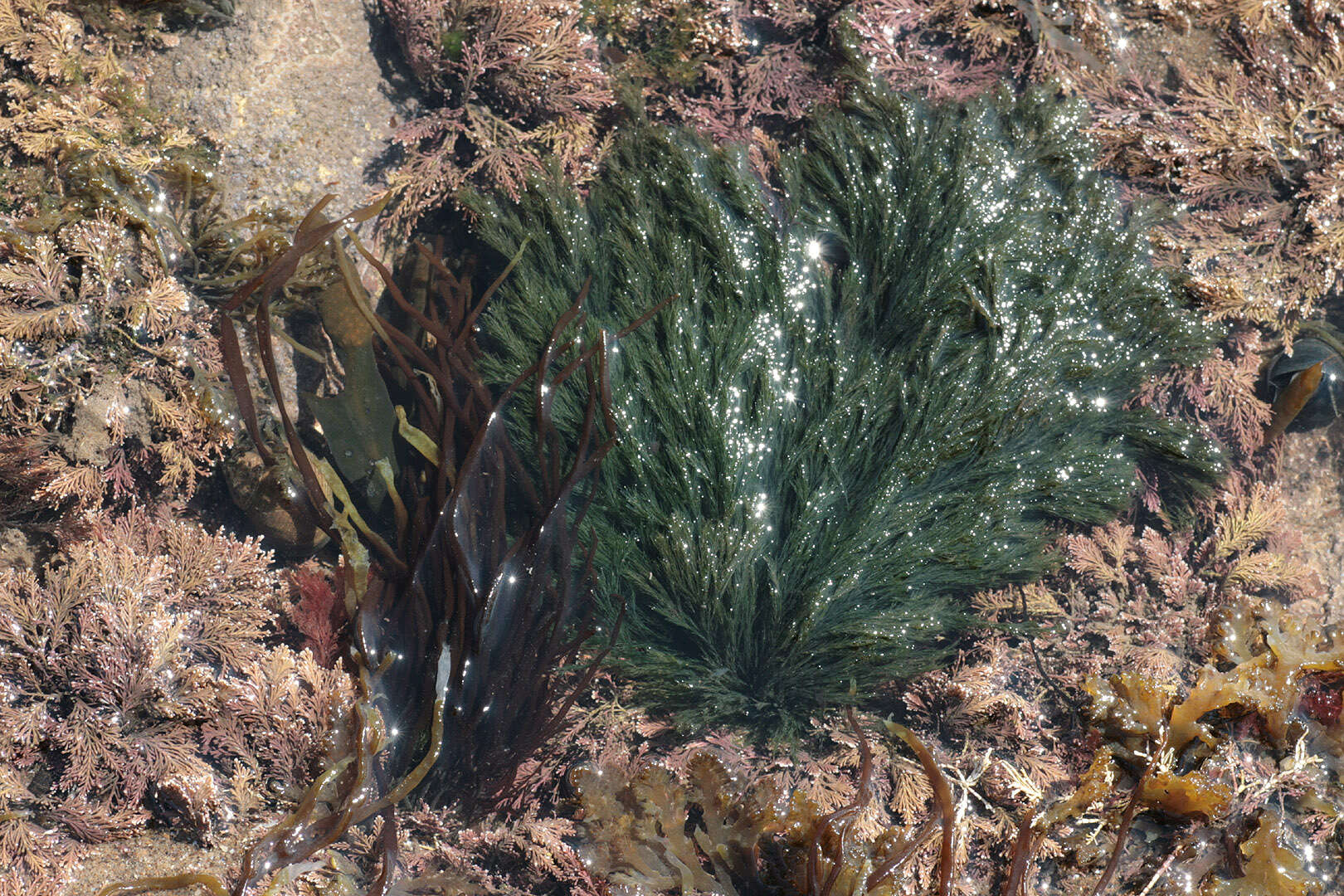 Image of rock-weed