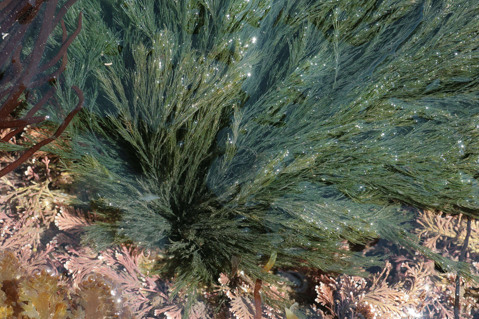 Image of rock-weed