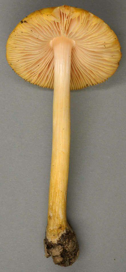 Image of Pluteus leoninus (Schaeff.) P. Kumm. 1871