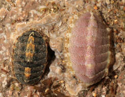 Image of cinereous chiton
