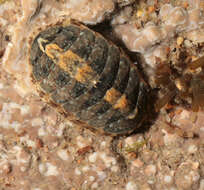 Image of cinereous chiton