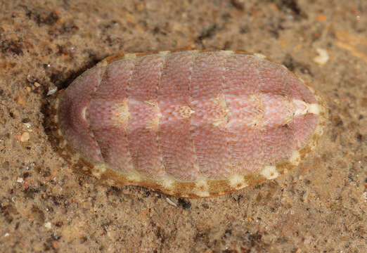 Image of cinereous chiton