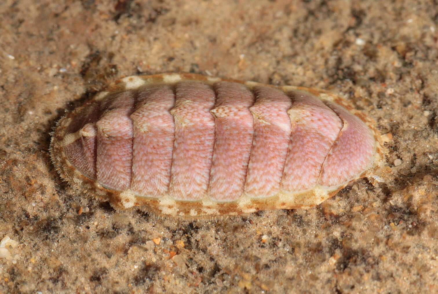 Image of cinereous chiton