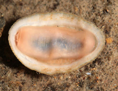 Image of cinereous chiton