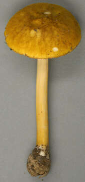 Image of Pluteus leoninus (Schaeff.) P. Kumm. 1871