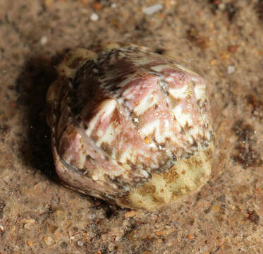 Image of cinereous chiton