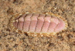 Image of cinereous chiton