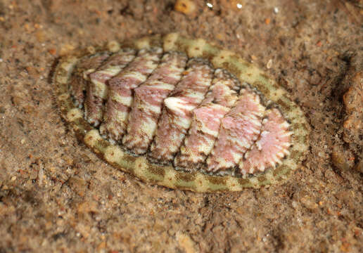 Image of cinereous chiton