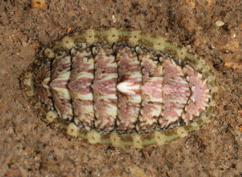 Image of cinereous chiton