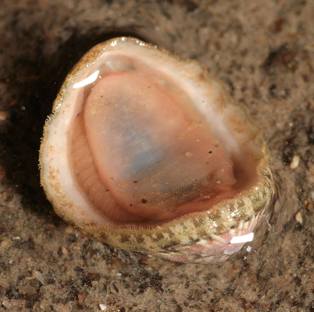 Image of cinereous chiton