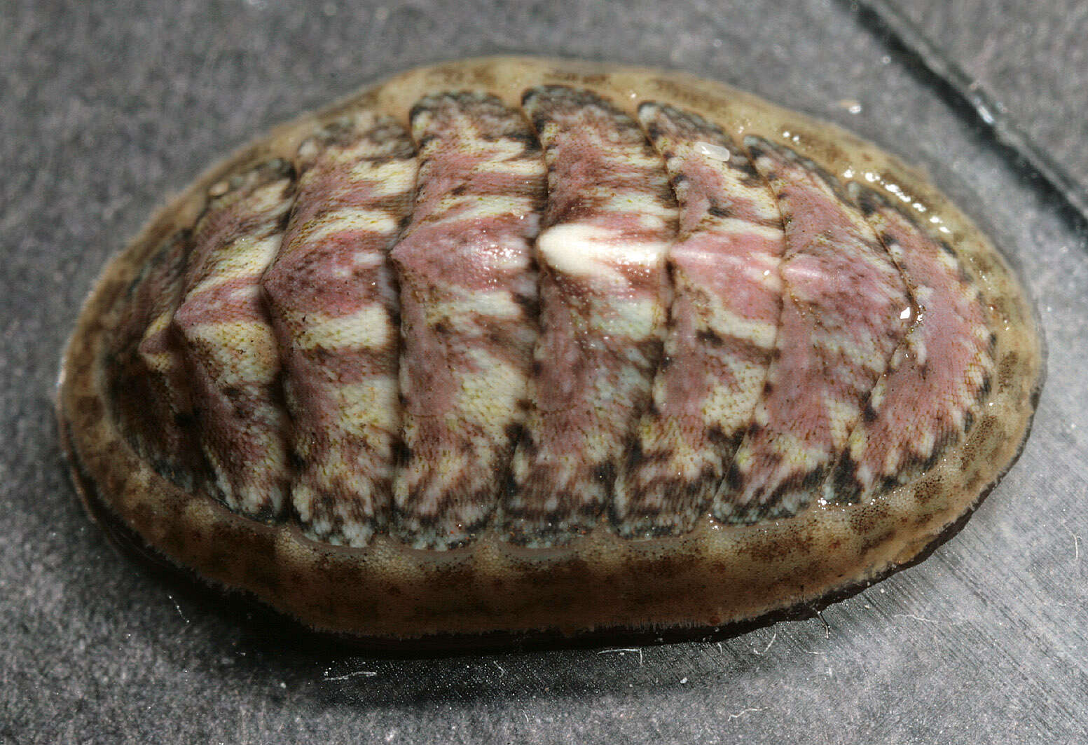 Image of cinereous chiton