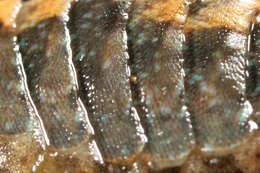 Image of cinereous chiton