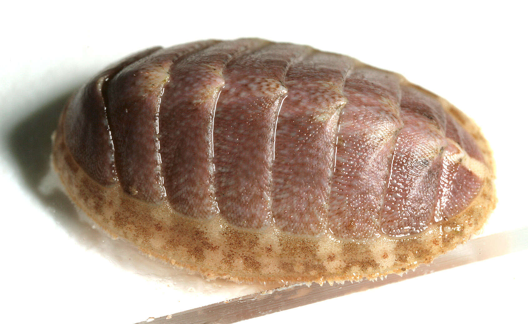 Image of cinereous chiton