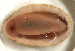 Image of cinereous chiton