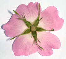 Image of Rose