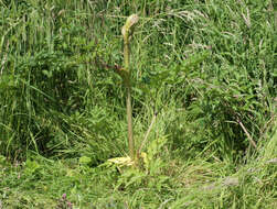 Angelica sylvestris L. resmi