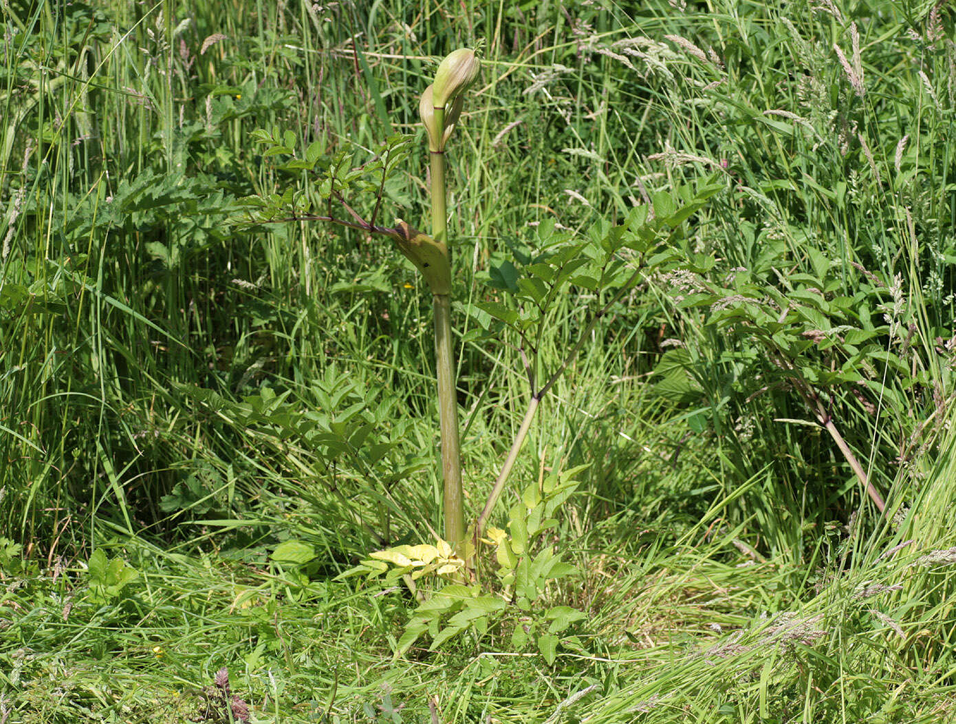 Image of wild angelica