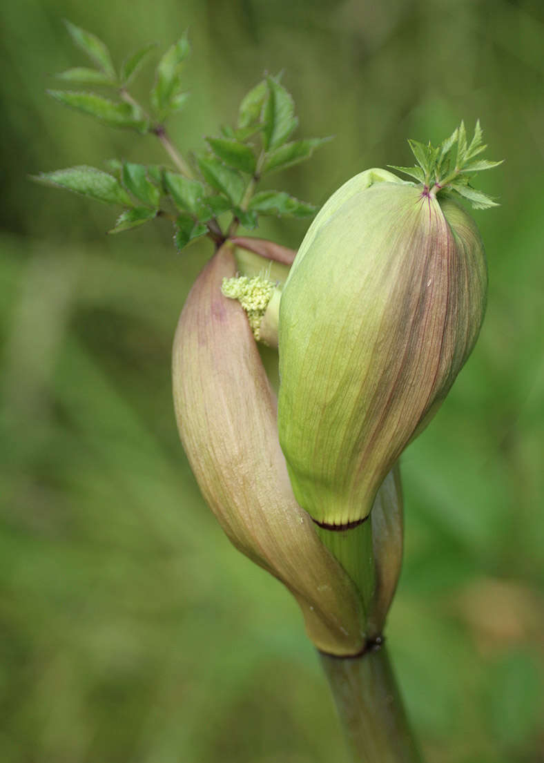 Angelica sylvestris L. resmi