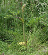 Image of wild angelica