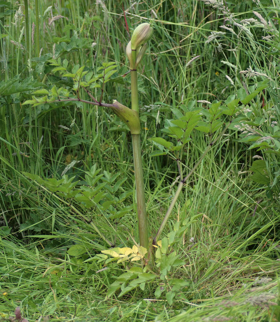 Angelica sylvestris L. resmi