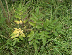 Angelica sylvestris L. resmi