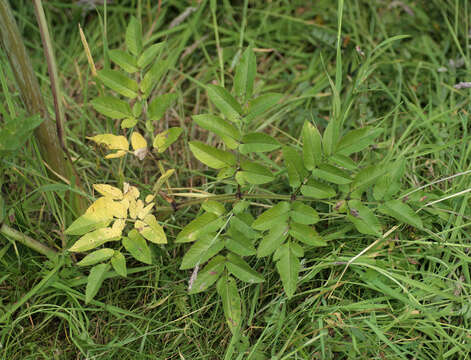 Image of wild angelica