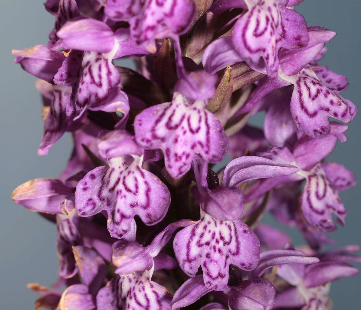 Image de Dactylorhiza purpurella var. cambrensis (R. H. Roberts) R. M. Bateman & Denholm