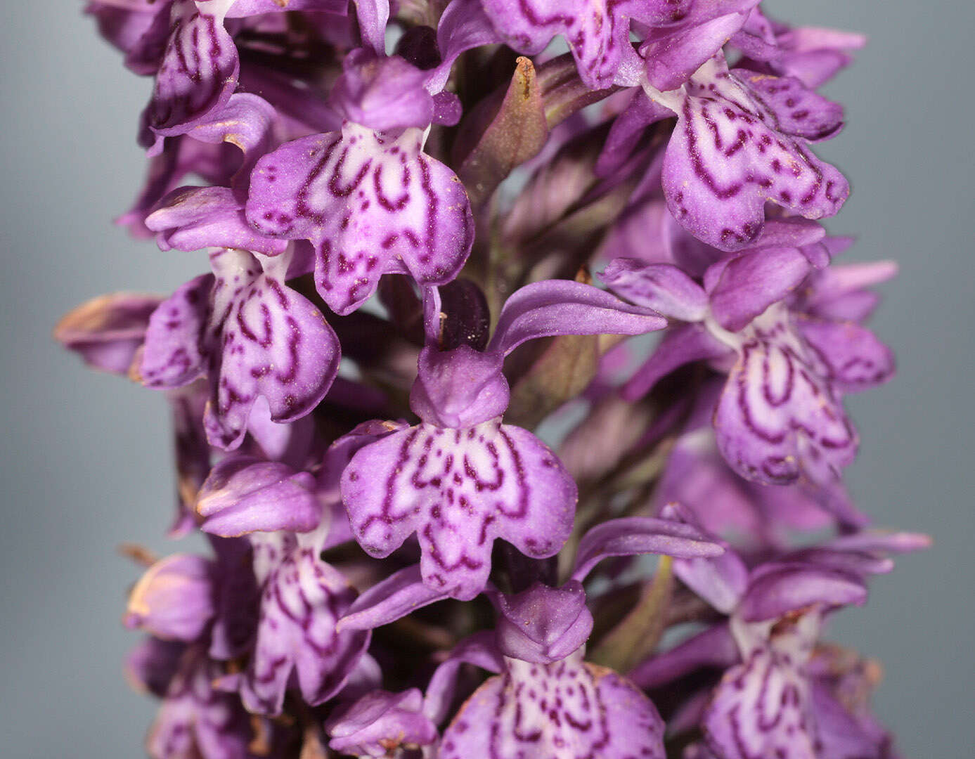 صورة Dactylorhiza purpurella var. cambrensis (R. H. Roberts) R. M. Bateman & Denholm