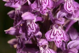 Image de Dactylorhiza purpurella var. cambrensis (R. H. Roberts) R. M. Bateman & Denholm