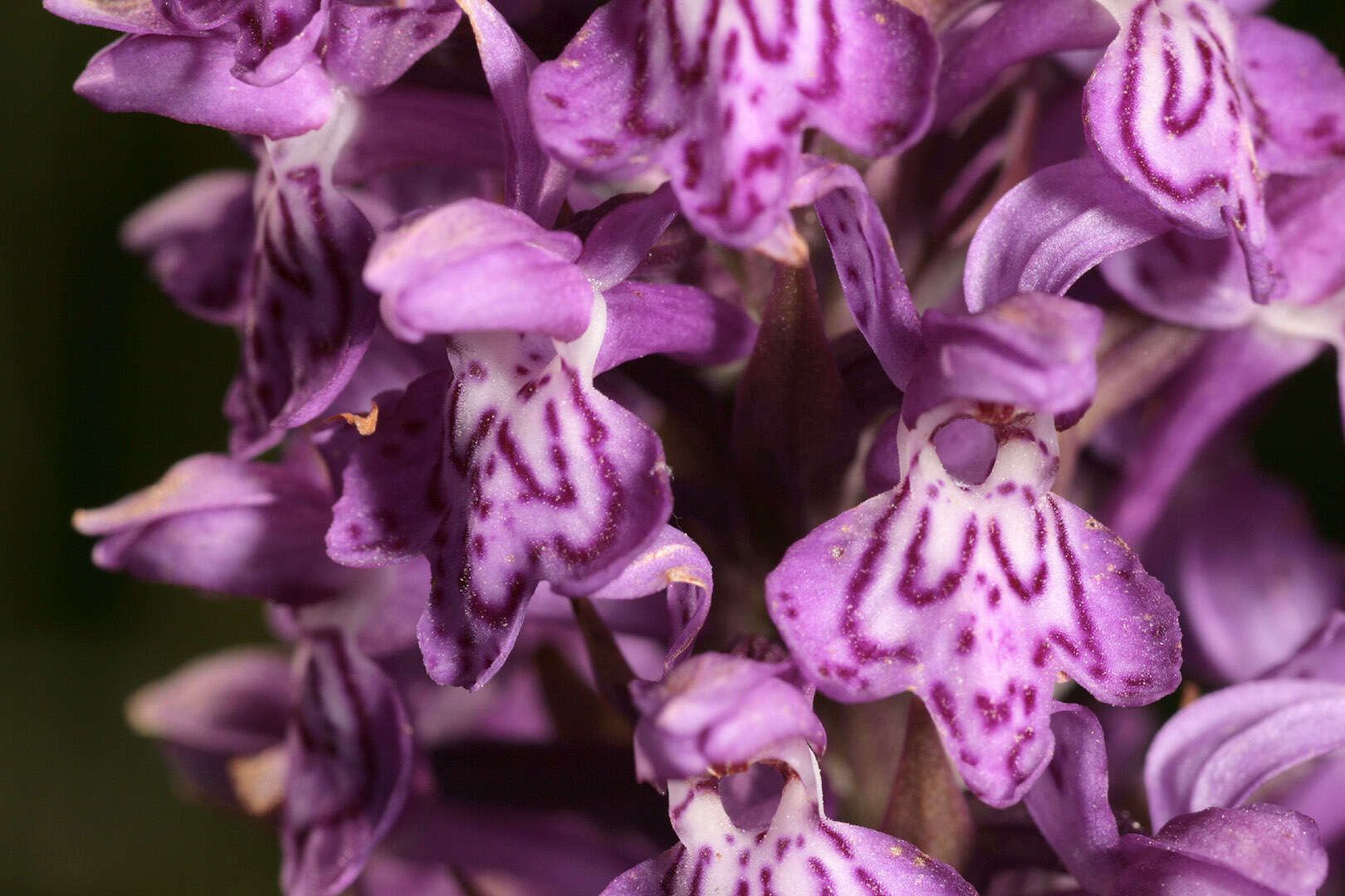 صورة Dactylorhiza purpurella var. cambrensis (R. H. Roberts) R. M. Bateman & Denholm