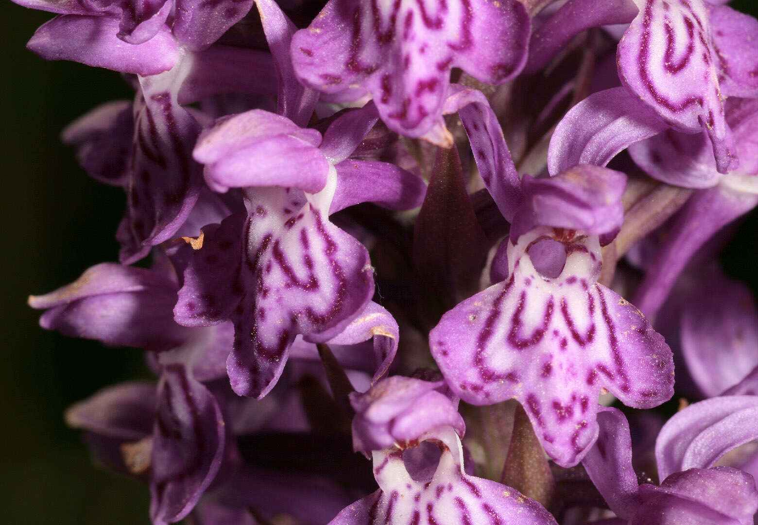 صورة Dactylorhiza purpurella var. cambrensis (R. H. Roberts) R. M. Bateman & Denholm