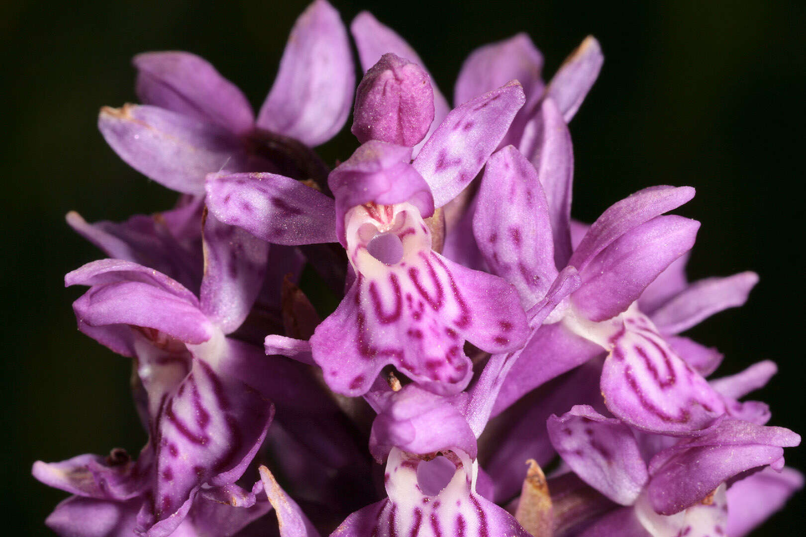 صورة Dactylorhiza purpurella var. cambrensis (R. H. Roberts) R. M. Bateman & Denholm