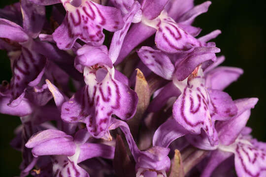 صورة Dactylorhiza purpurella var. cambrensis (R. H. Roberts) R. M. Bateman & Denholm