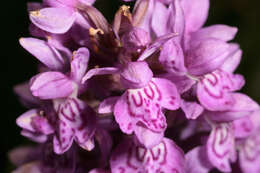 صورة Dactylorhiza purpurella var. cambrensis (R. H. Roberts) R. M. Bateman & Denholm