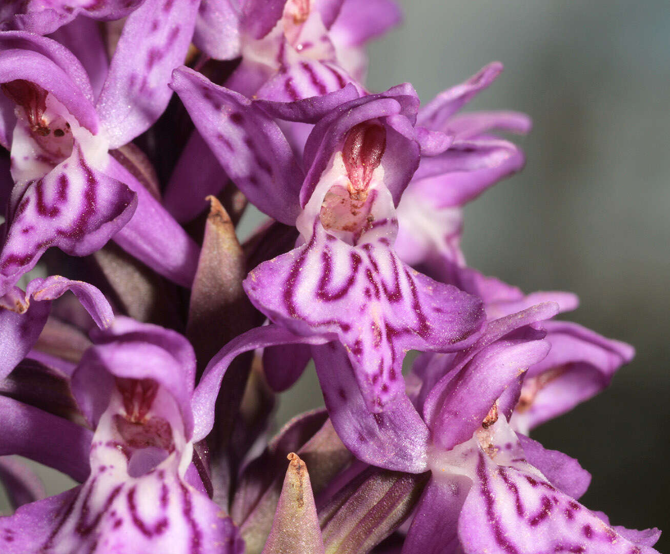 صورة Dactylorhiza purpurella var. cambrensis (R. H. Roberts) R. M. Bateman & Denholm