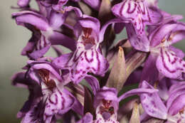 Image de Dactylorhiza purpurella var. cambrensis (R. H. Roberts) R. M. Bateman & Denholm