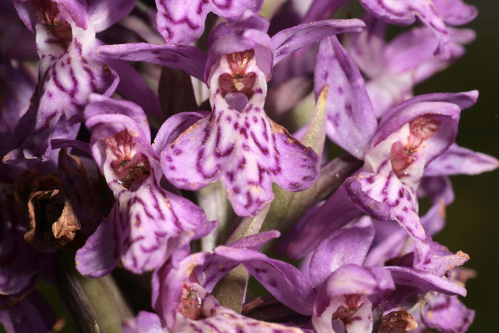 Image of Dactylorhiza purpurella var. cambrensis (R. H. Roberts) R. M. Bateman & Denholm