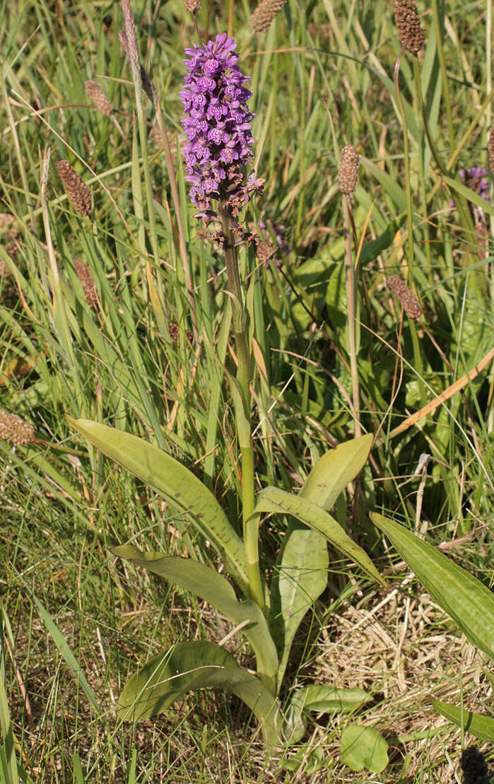 Image of Dactylorhiza purpurella var. cambrensis (R. H. Roberts) R. M. Bateman & Denholm