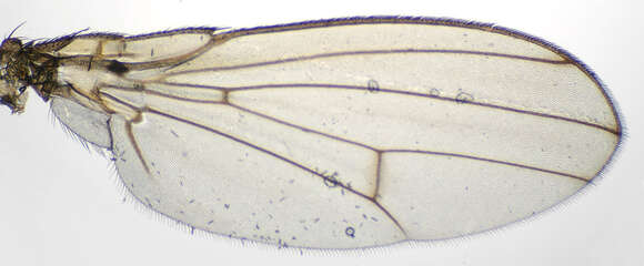 Imagem de Drosophila immigrans Sturtevant 1921