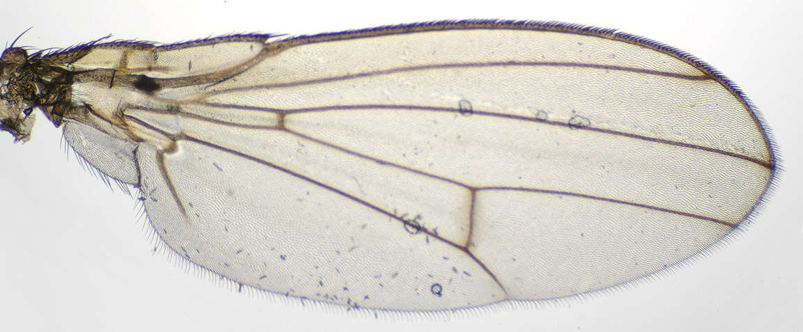 Imagem de Drosophila immigrans Sturtevant 1921