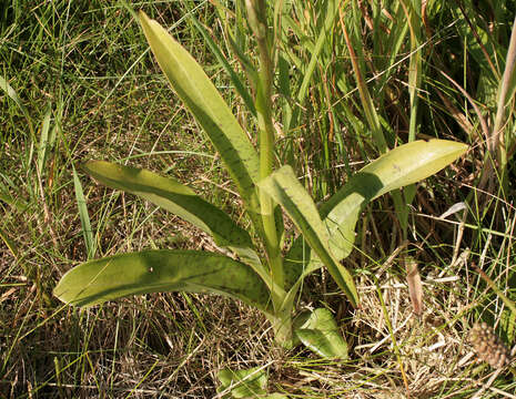 صورة Dactylorhiza purpurella var. cambrensis (R. H. Roberts) R. M. Bateman & Denholm