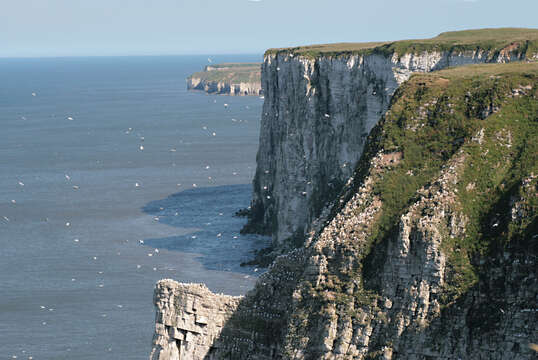 Image of Gannet