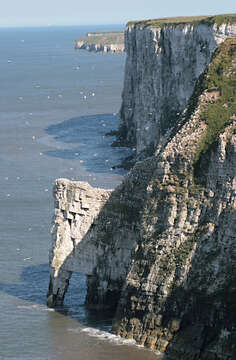 Image of Gannet