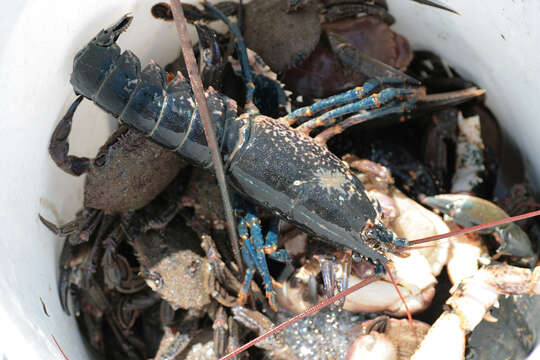 Image de Homard Européen