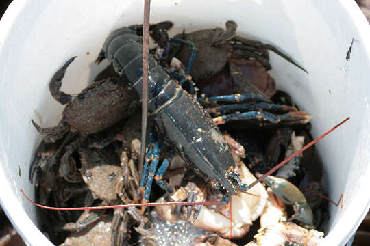 Image de Homard Européen