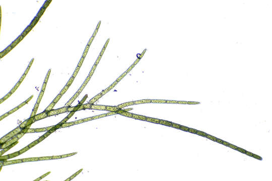 Image of Cladophora laetevirens