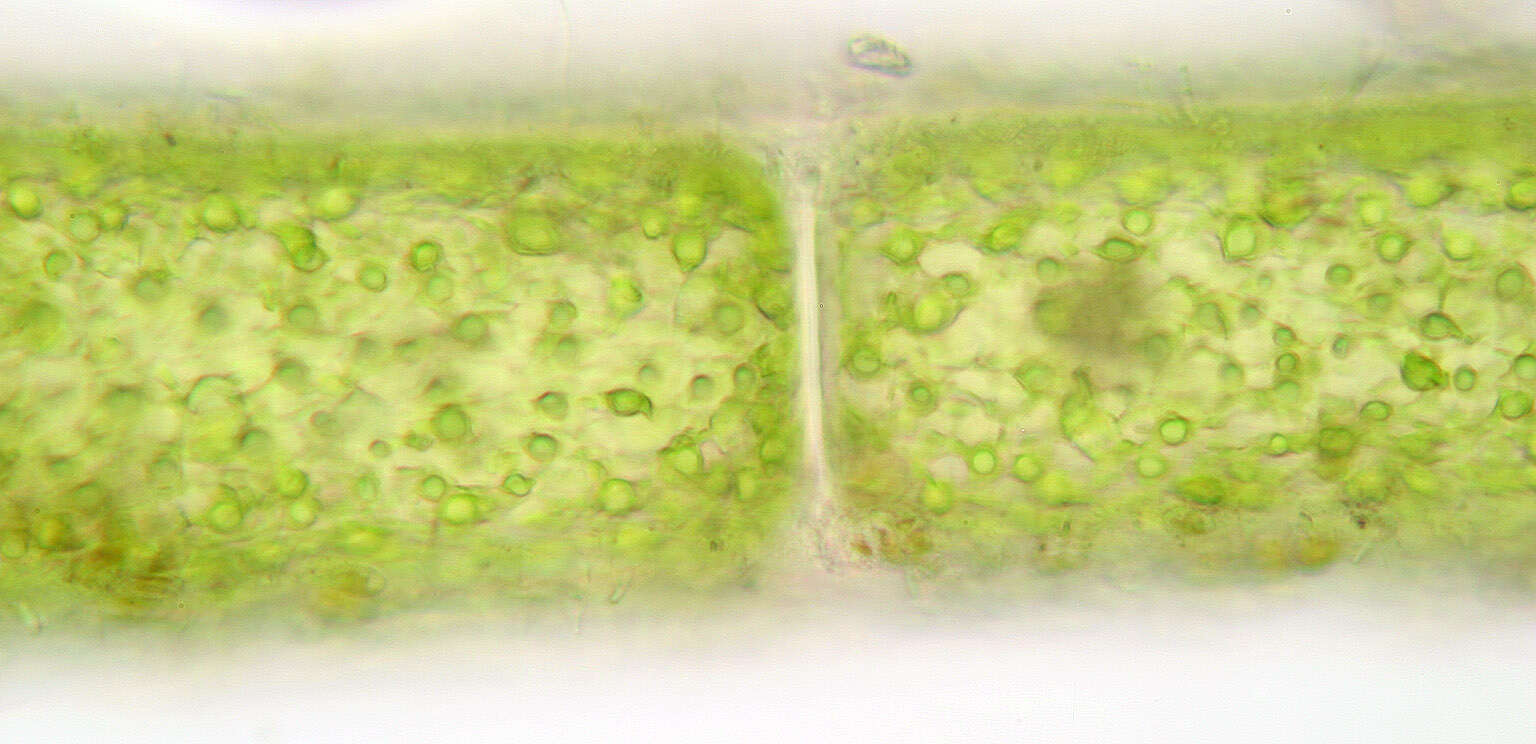Image of Cladophora laetevirens