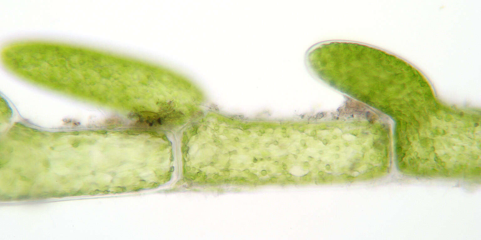 Image of Cladophora laetevirens